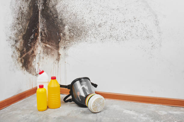 Best Attic Mold Removal  in Wade Hampton, SC