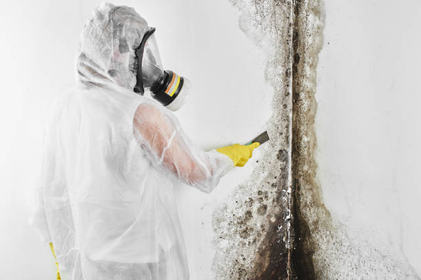 Best Local Mold Removal Service  in Wade Hampton, SC