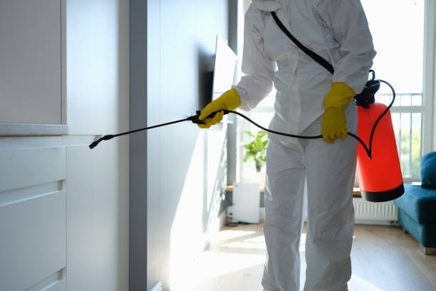 Trusted Wade Hampton, SC Mold Removal Experts