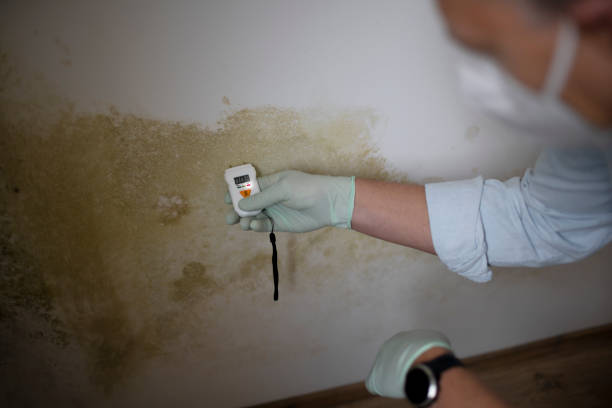 Best Mold Remediation  in Wade Hampton, SC