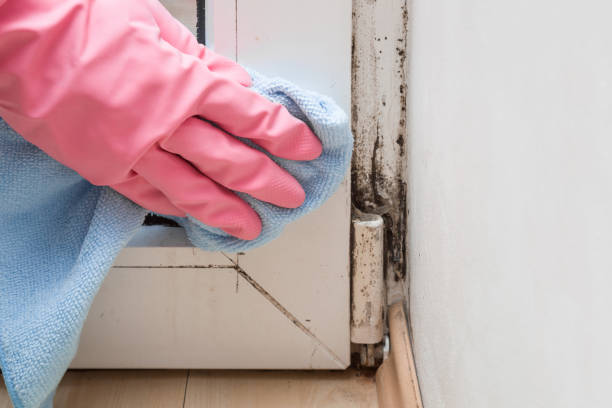 Best Mold Testing  in Wade Hampton, SC